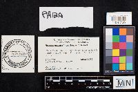 Boletus nobilissimus image