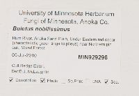 Boletus nobilissimus image