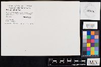 Boletus nobilissimus image