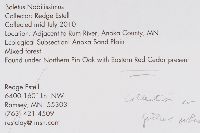 Boletus nobilissimus image