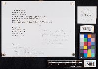 Boletus nobilissimus image