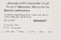 Boletus nobilissimus image