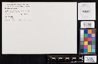 Boletus nobilissimus image