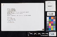 Boletus nobilissimus image