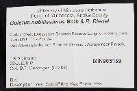 Boletus nobilissimus image