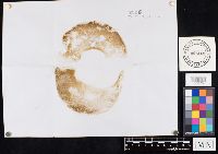 Boletus nobilissimus image