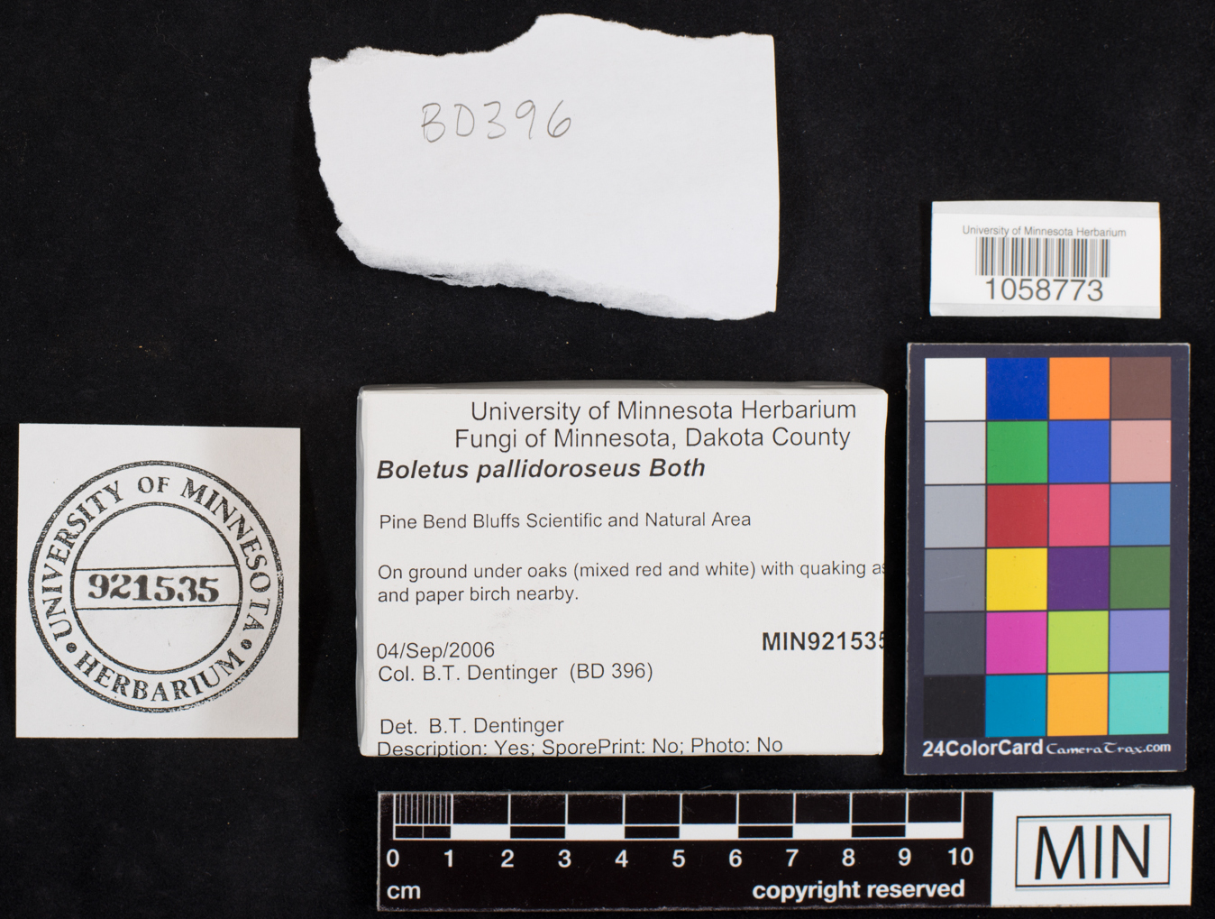 Boletus pallidoroseus image