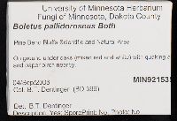 Boletus pallidoroseus image