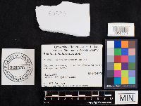 Media resource of Boletus pallidoroseus