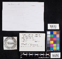 Boletus pinophilus image