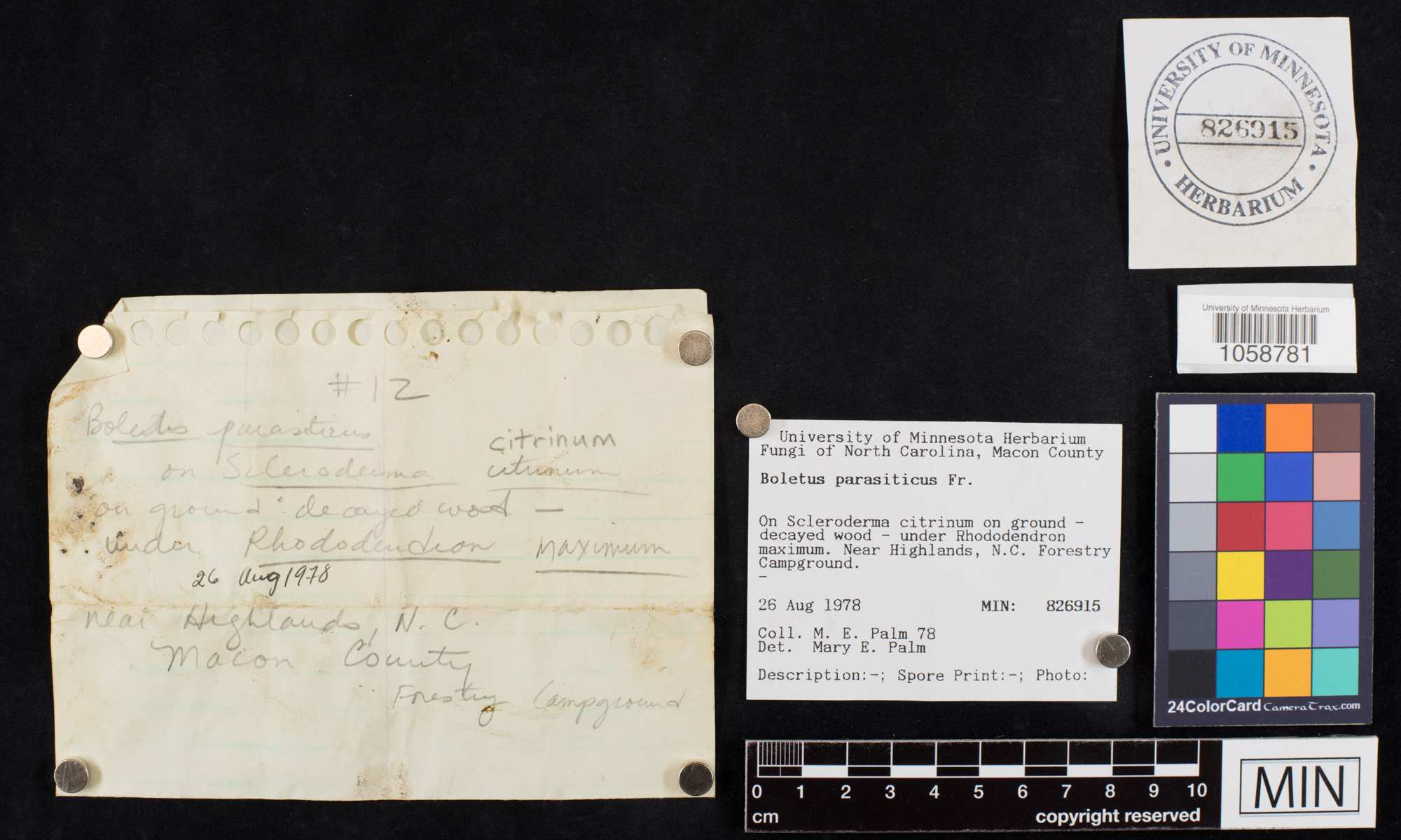 Pseudoboletus parasiticus image