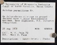 Pseudoboletus parasiticus image