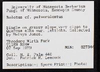 Boletus pulverulentus image