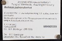 Boletus pulverulentus image