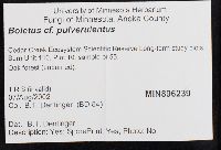 Boletus pulverulentus image