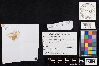 Boletus pulverulentus image
