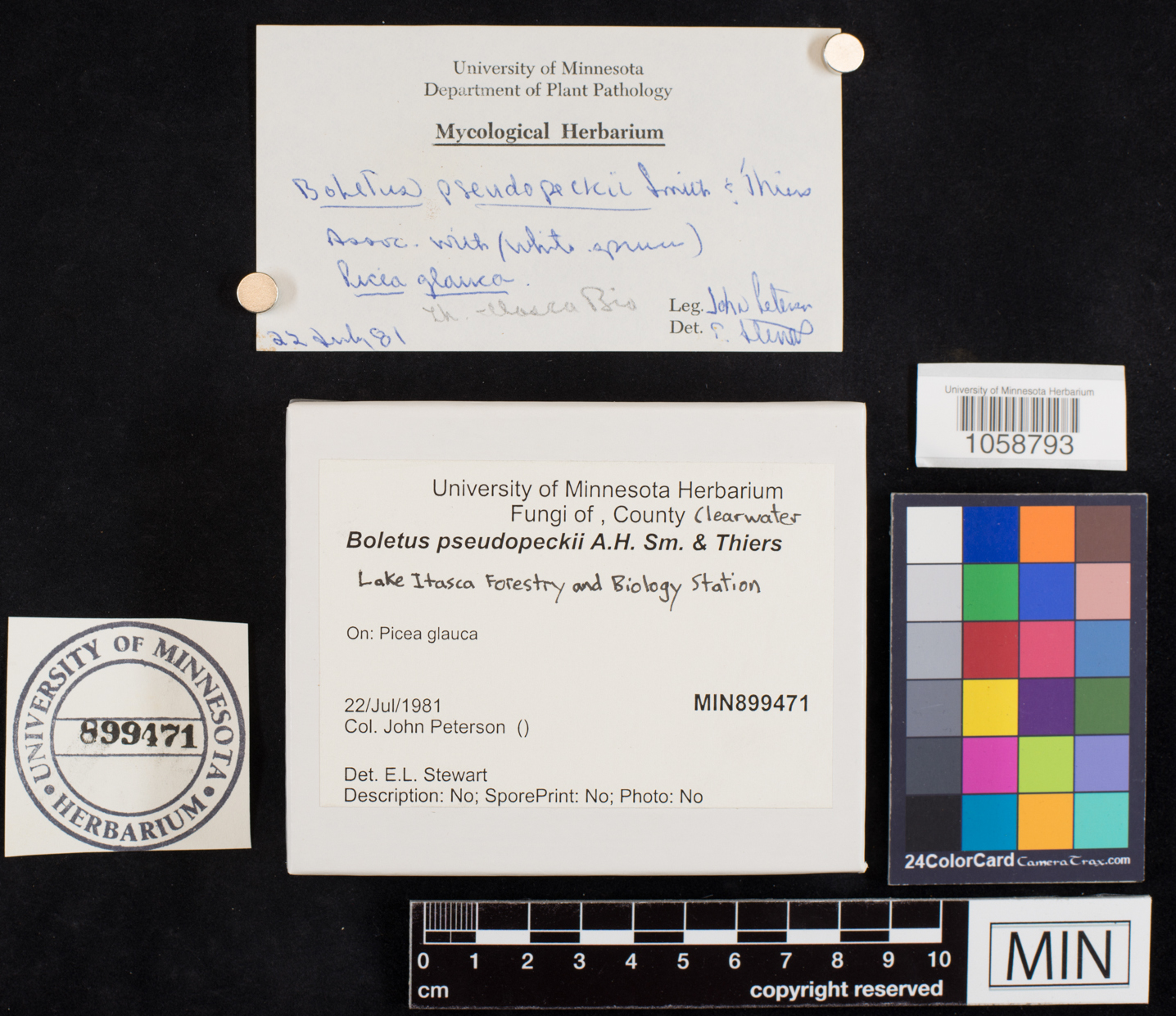 Boletus pseudopeckii image