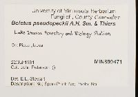 Boletus pseudopeckii image