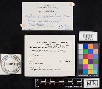 Media resource of Boletus pseudopeckii