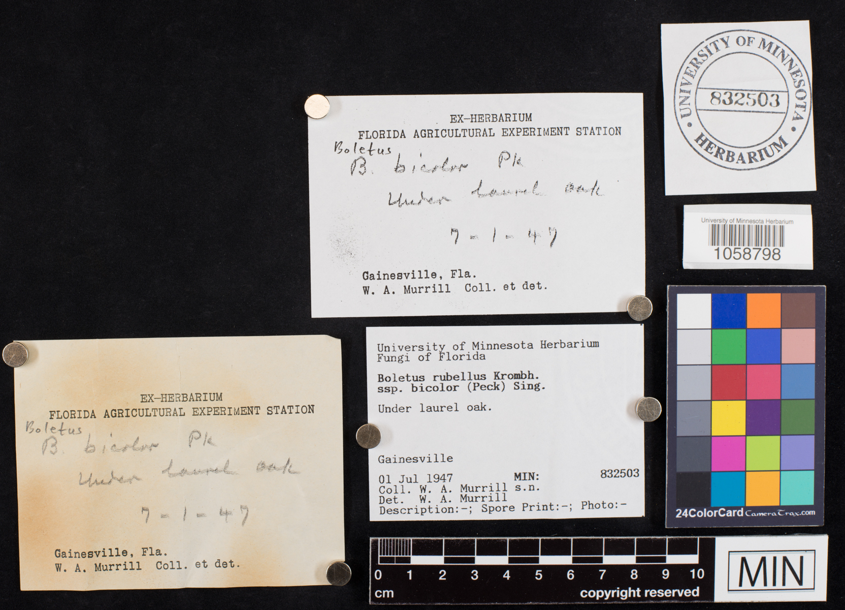 Boletus rubellus image