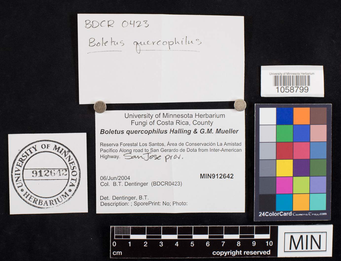 Boletus quercophilus image