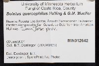 Boletus quercophilus image