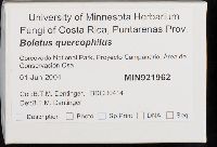 Boletus quercophilus image