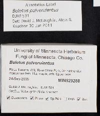 Boletus pulverulentus image