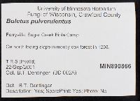 Boletus pulverulentus image