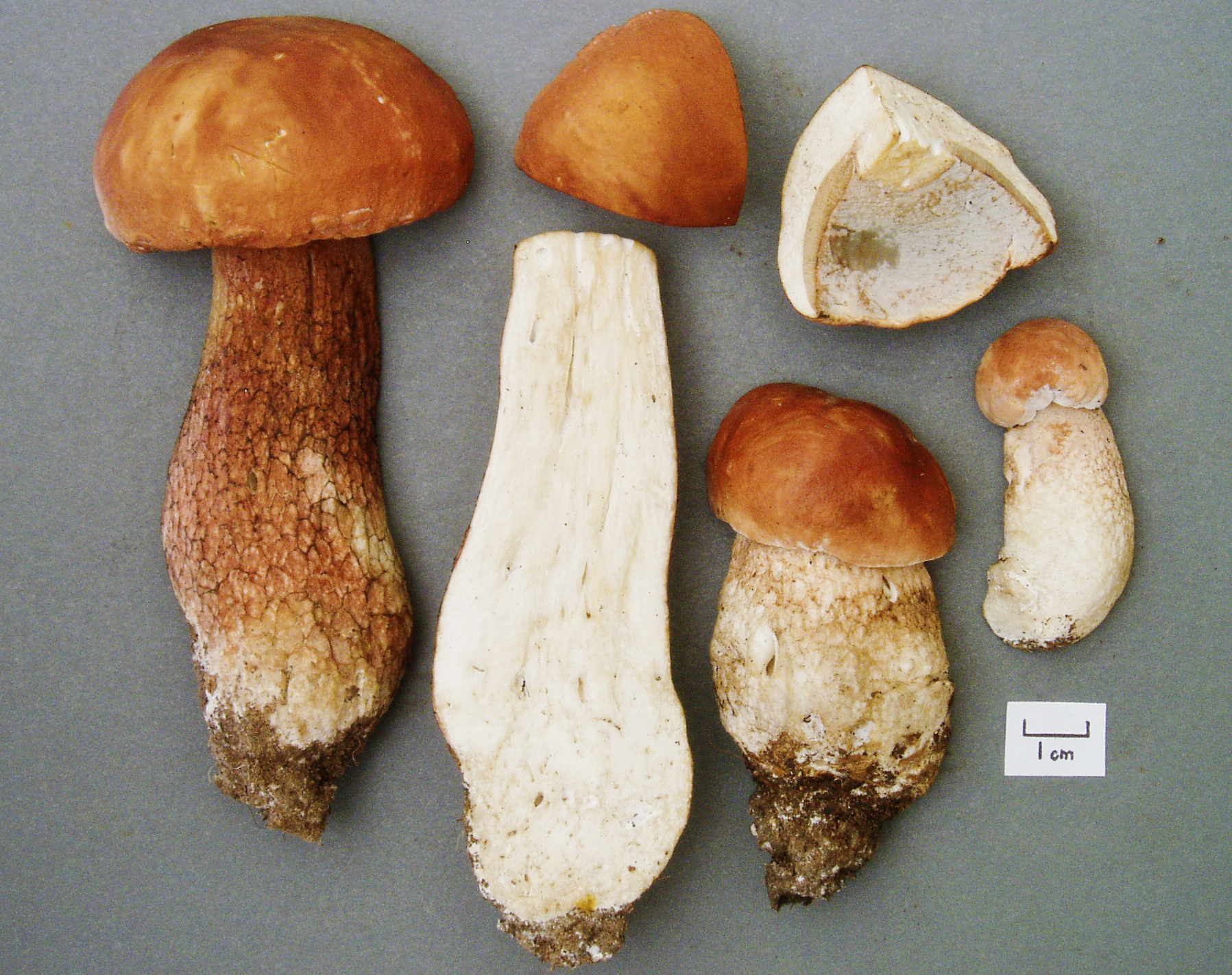 Boletaceae image