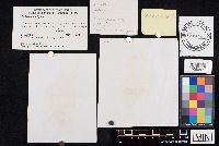 Boletus variipes image