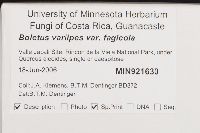 Boletus variipes image