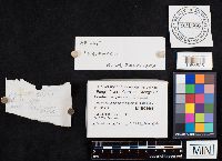 Boletus variipes image