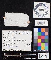 Boletus variipes image