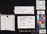 Boletus variipes image