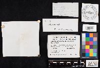 Boletus variipes image