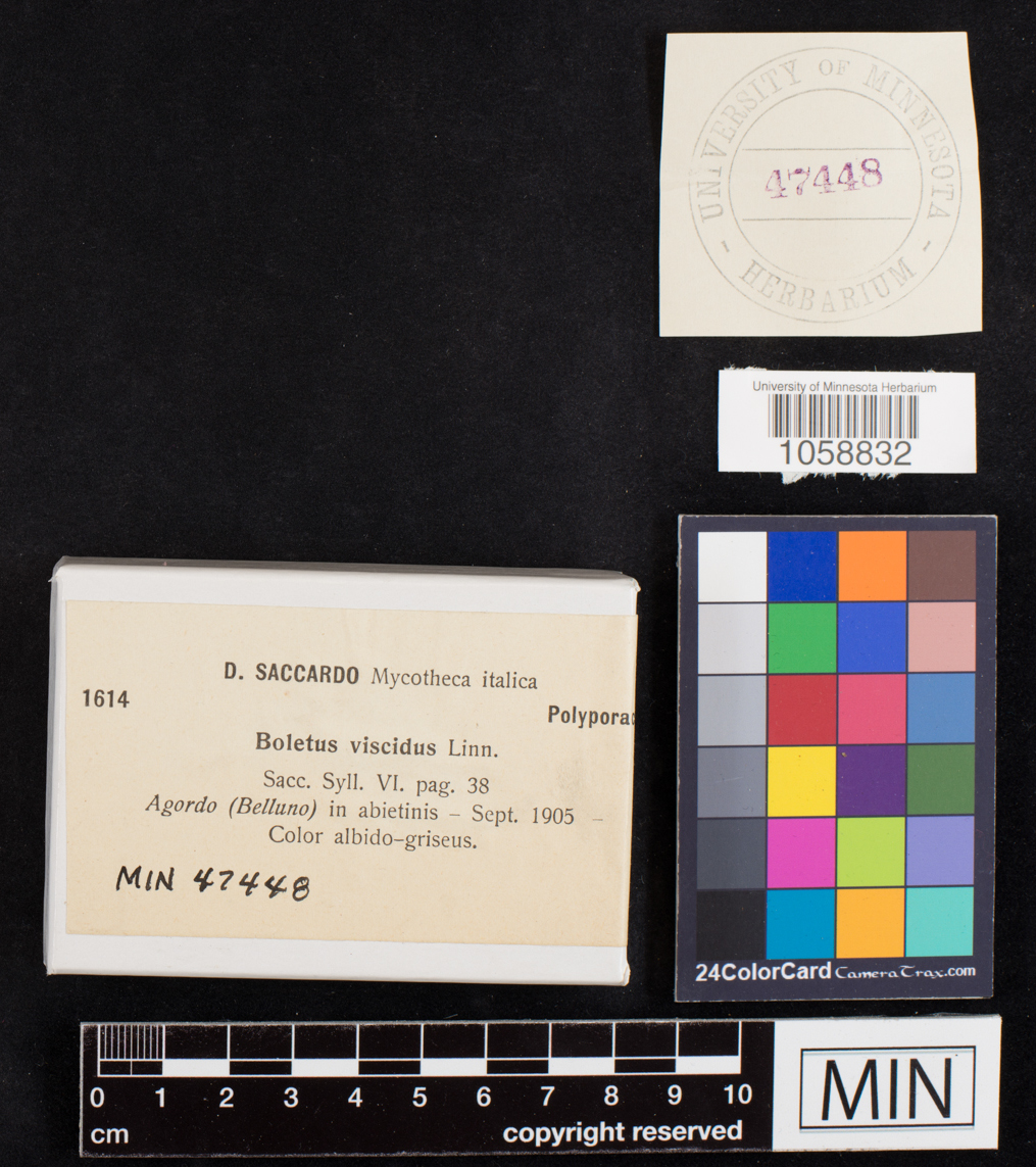 Suillus viscidus image