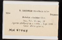 Suillus viscidus image