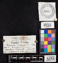 Bovista nigrescens image