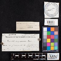 Bovista nigrescens image