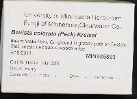 Bovista colorata image