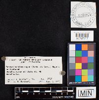 Botryobasidium vagum image