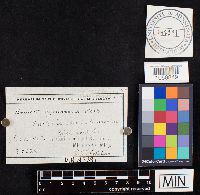 Bovista nigrescens image