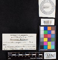 Bovista nigrescens image