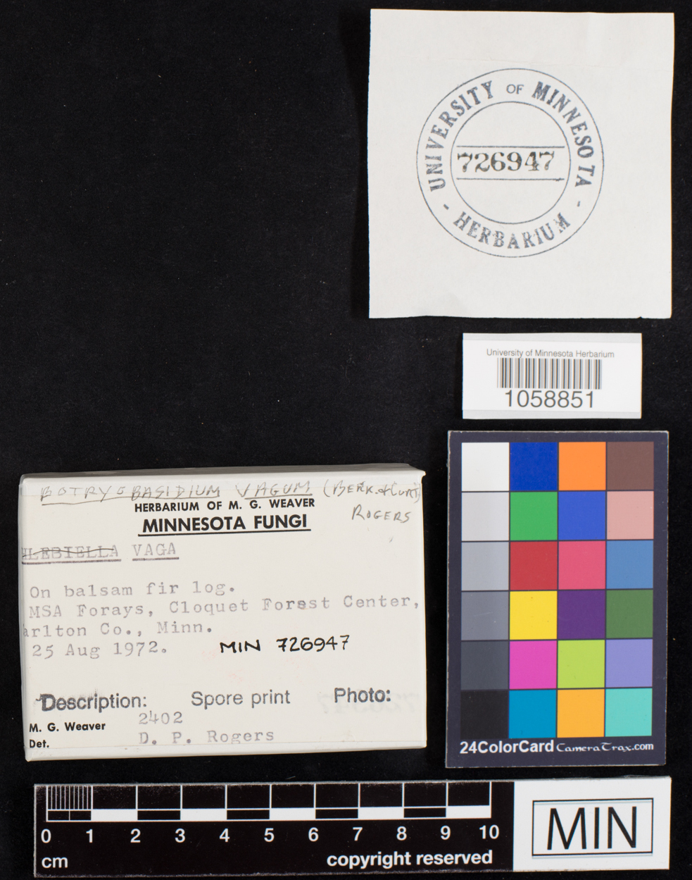 Botryobasidiaceae image