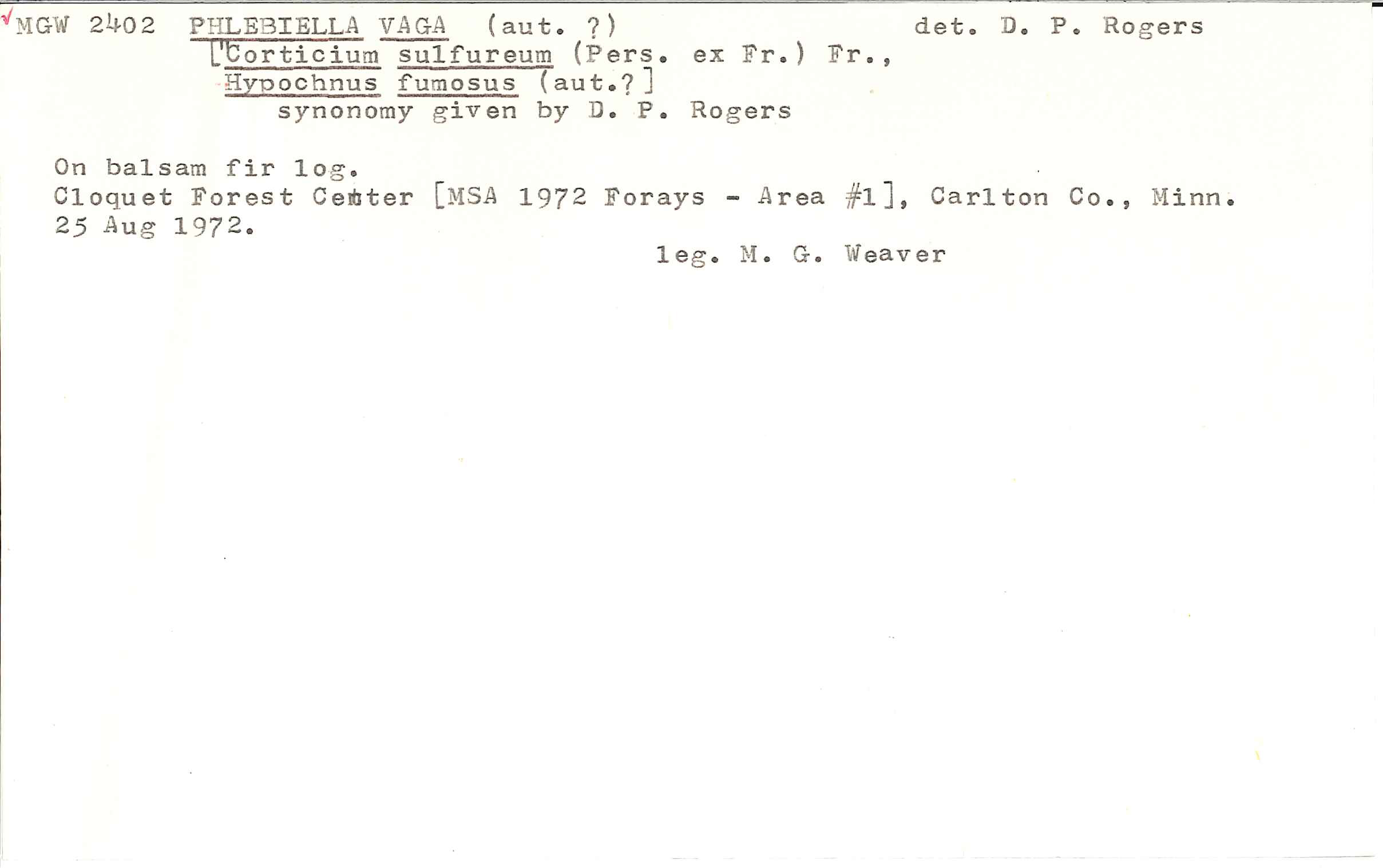 Botryobasidium vagum image