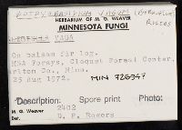 Botryobasidium vagum image