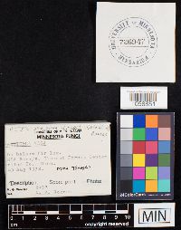 Botryobasidium vagum image