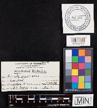 Bovista nigrescens image