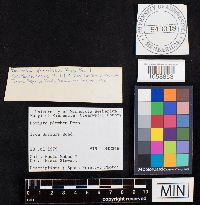 Bovista plumbea image